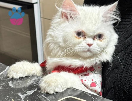 Exotic Shorthair 1 Yaşında Eş Arıyor
