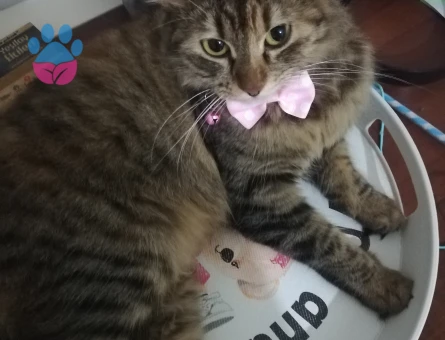 2 Yaşında Tekir Dişi Kedi – Çiftleşme İçin Erkek Kedi Aranıyor