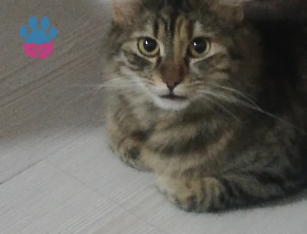 2 Yaşında Tekir Dişi Kedi – Çiftleşme İçin Erkek Kedi Aranıyor