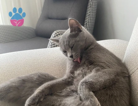 Kedime eve gelecek erkek kedi arıyorum