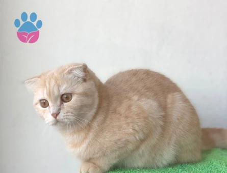 Scottish Fold Kızıma eş Arıyorum