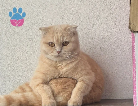 Scottish Fold Kızıma eş Arıyorum