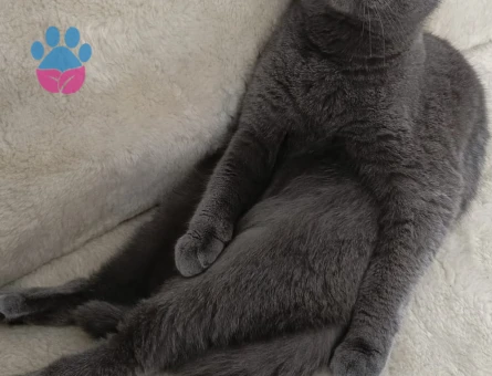 Scottısh fold kızıma damat