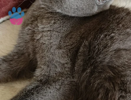 Scottısh fold kızıma damat