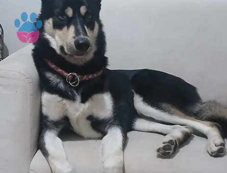 1.5 yaşındaki oğluma Eş Arıyorum