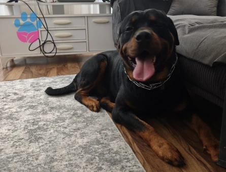 2 Yaşında Erkek Rot Çiftleşme İlanı