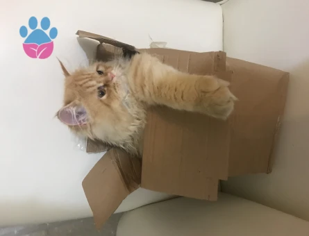 Chinchilla 1,5 Yaşında Eş Arıyor