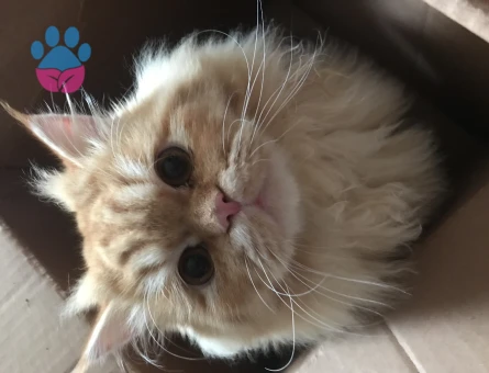 Chinchilla 1,5 Yaşında Eş Arıyor