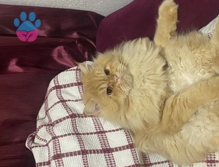 Chinchilla 1,5 Yaşında Eş Arıyor