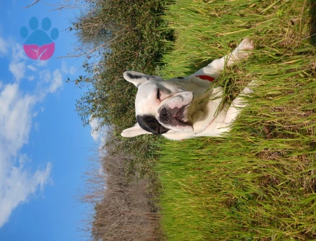 French Bulldog Korsan 1 Yaşında Eş Arıyor