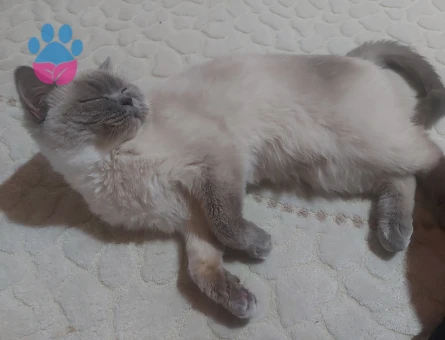 British Shorthair Bluepoint Kızgınlıkta