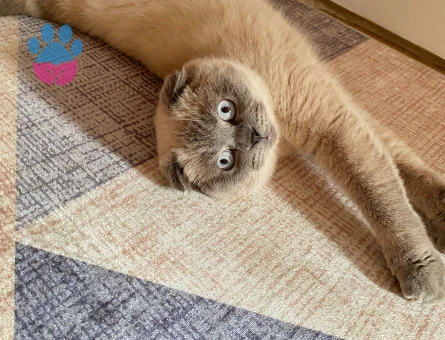 Scottish Fold 11 aylık oğluma eş arıyorum.