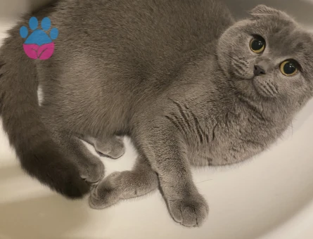 10 aylık dişi kedimize eş arıyoruz