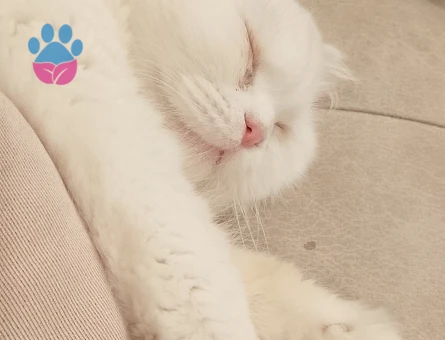 British longhair 8 Aylık Kedim Eş Arıyor