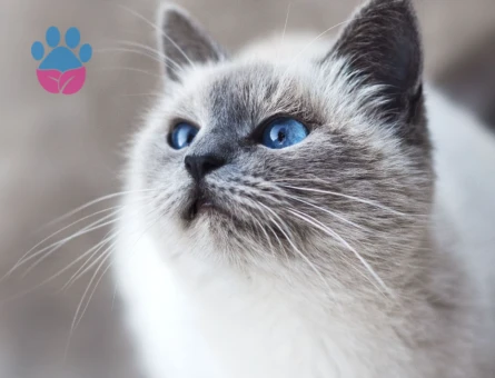 British Shorthair 1 Yaşındaki Kedim Eş Arıyor