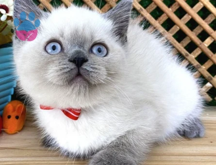 British Shorthair 1 Yaşındaki Kedim Eş Arıyor