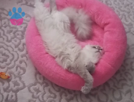 Erkek Eş olabilecek scottish arıyoruz