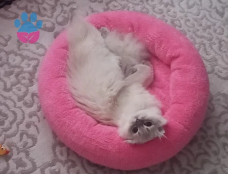 Erkek Eş olabilecek scottish arıyoruz