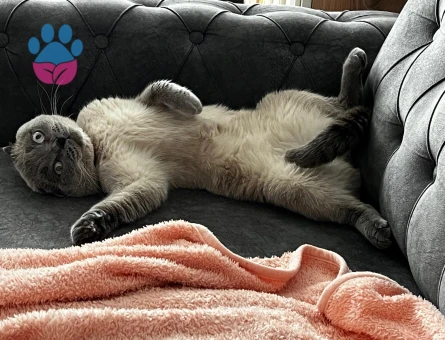 SCOTTİSH FOLD 2 YAŞINDA OĞLUMUZ OLLİE EŞ ARIYOR