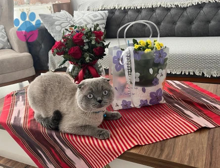 SCOTTİSH FOLD 2 YAŞINDA OĞLUMUZ OLLİE EŞ ARIYOR