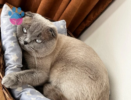 SCOTTİSH FOLD 2 YAŞINDA OĞLUMUZ OLLİE EŞ ARIYOR