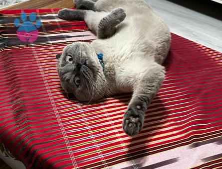 SCOTTİSH FOLD 2 YAŞINDA OĞLUMUZ OLLİE EŞ ARIYOR