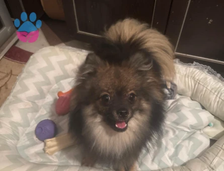 Laki Mantino 1,5 Yaşında Kızgınlıkta