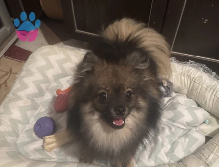 Laki Mantino 1,5 Yaşında Kızgınlıkta