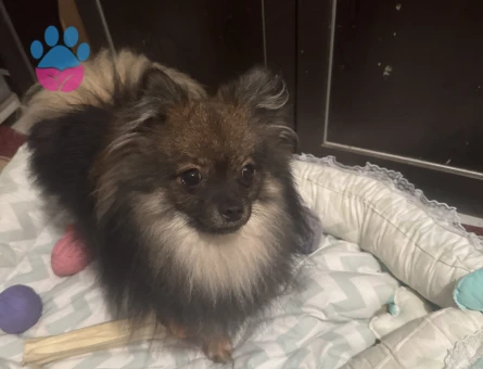 Laki Mantino 1,5 Yaşında Kızgınlıkta