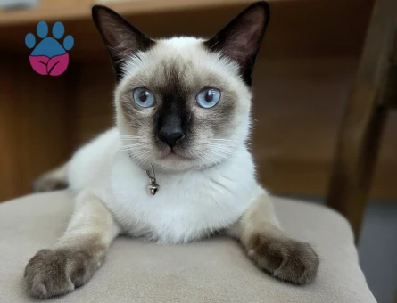 Siyam Erkek Kedi İçin Eş Aranıyor