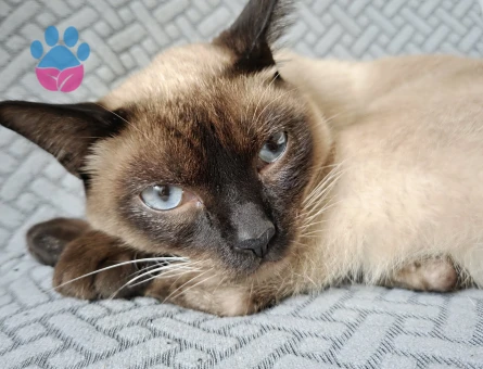 Siyam Erkek Kedi İçin Eş Aranıyor