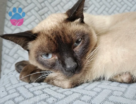 Siyam Erkek Kedi İçin Eş Aranıyor