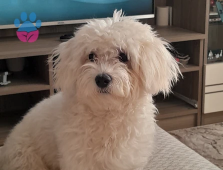 Maltipoo Tofu 1 Yaşında Eş Arıyor