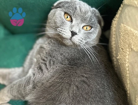 Scottish Fold Oğlumuza Eş Arıyoruz