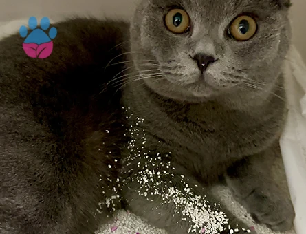 Scottish Fold Oğlumuza Eş Arıyoruz