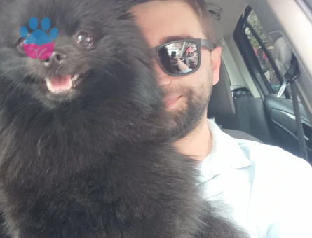 Pomeranian Boo 1 Yaşında Eş Arıyor