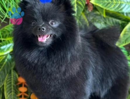 Pomeranian Boo 1 Yaşında Eş Arıyor