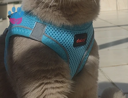 British Shorthair Oğlum Eş Arıyor