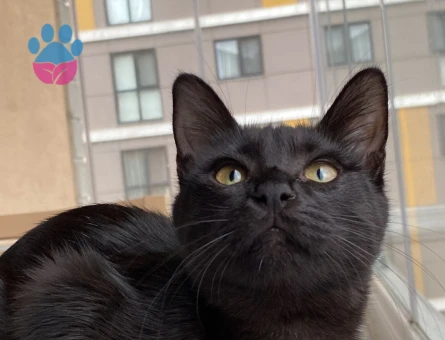 KIZIMIZA ACİL EŞ ARIYORUZ