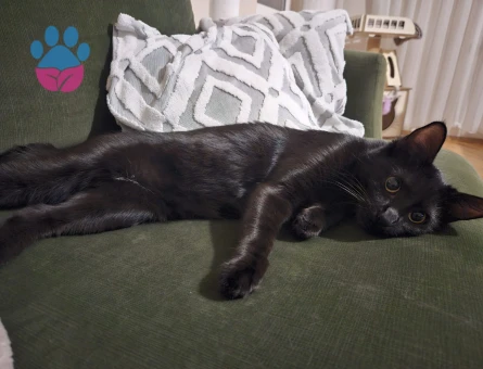 KIZIMIZA ACİL EŞ ARIYORUZ