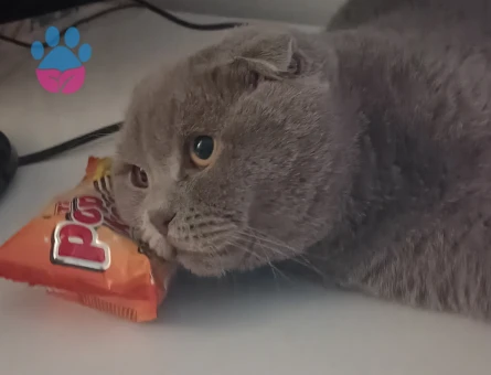 Scottis fold oğluma eş arıyorum