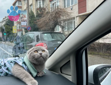 Scottis fold oğluma eş arıyorum