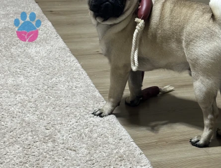 Çifleştirmek için eş arıyoruz