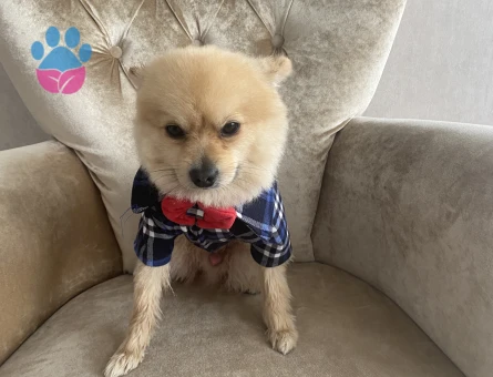 Köpeğime eş arıyorum