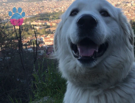 1 Yaşındaki Köpeğime Golden Eş Arıyorum