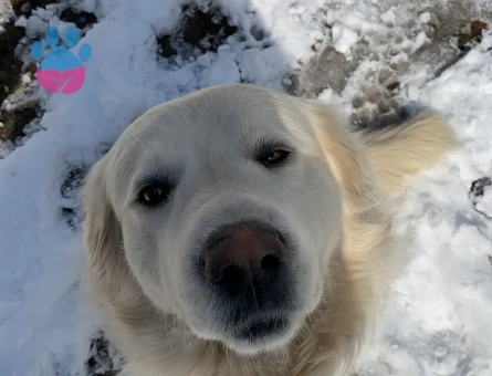1 Yaşındaki Köpeğime Golden Eş Arıyorum