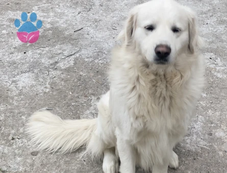 1 Yaşındaki Köpeğime Golden Eş Arıyorum