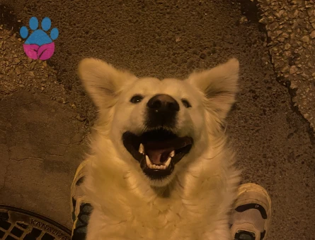 1 Yaşındaki Köpeğime Golden Eş Arıyorum