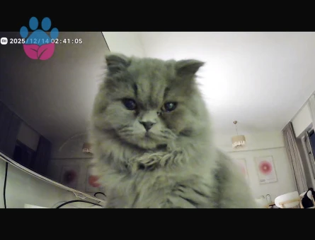 British Longhair Kizima erkek kedi ariyorum