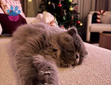 British Longhair Kizima erkek kedi ariyorum